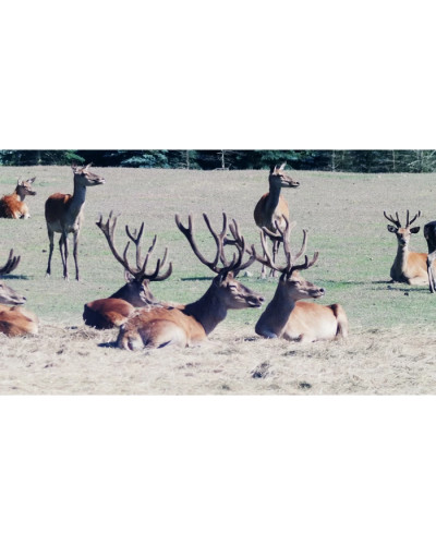 Luneta cyfrowa DO Spectrum Delta Optical